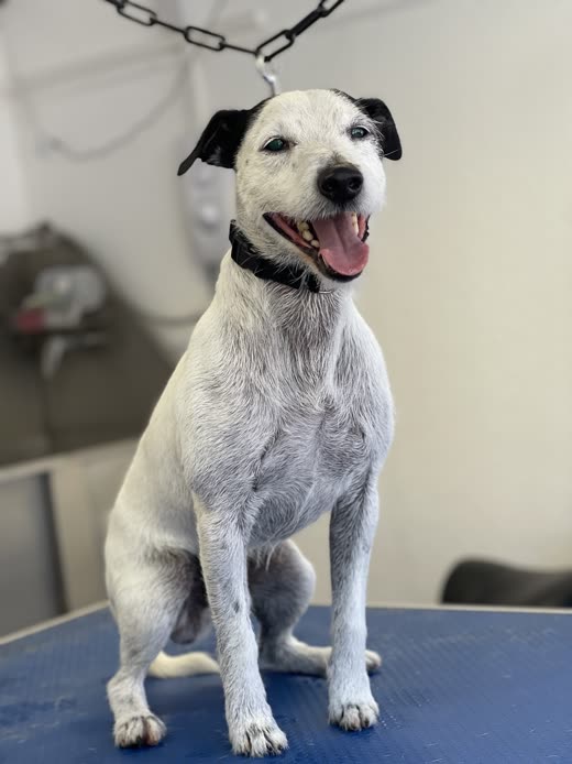 A Jack Russell type dog on a blue grooming table after being groomed
